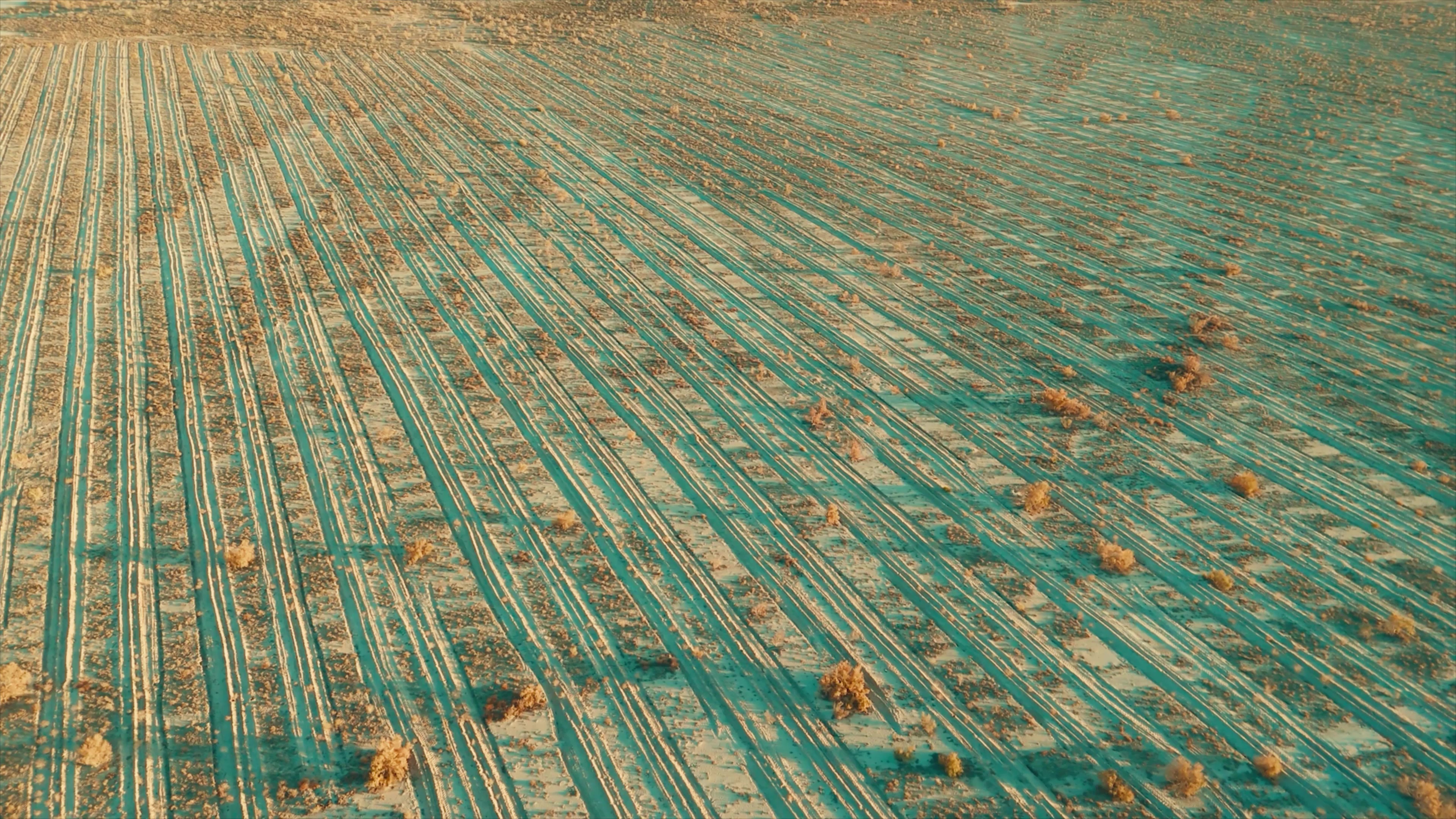 Создание живого барьера от пыли и ветра вокруг Кызылорды